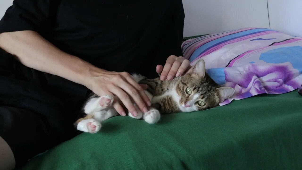 Little Cat Wants Pets