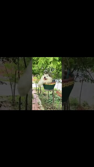 He’s hilarious 😂 looks like he’s really enjoying his swing and he’s adorable puppies🥰 #shorts #clips