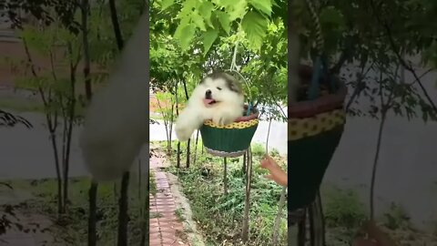 He’s hilarious 😂 looks like he’s really enjoying his swing and he’s adorable puppies🥰 #shorts #clips