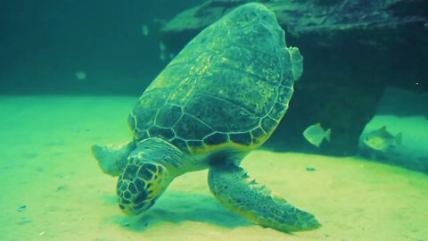 MARINE LIFE 4K ULTRA HD The Most Beautiful Undersea Creature on Earth