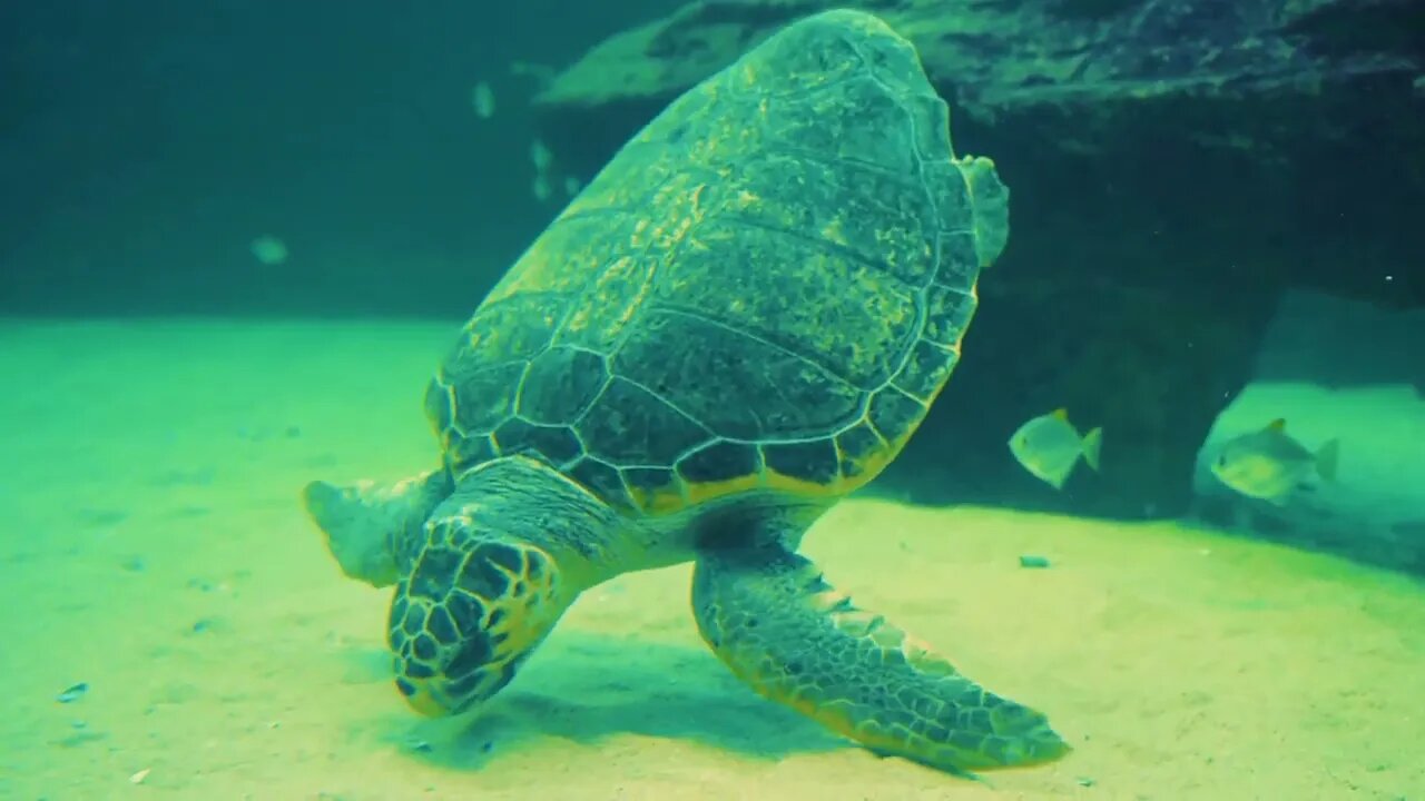 MARINE LIFE 4K ULTRA HD The Most Beautiful Undersea Creature on Earth