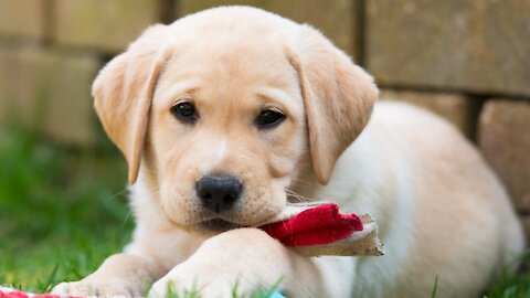 Cute Funny And Smart Dogs Compilation #1 ~ ThePetLife