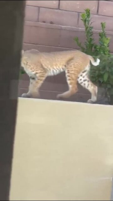 RAW: Momma bobcat in Summerlin