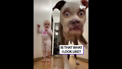 dog and baby shocked by filter