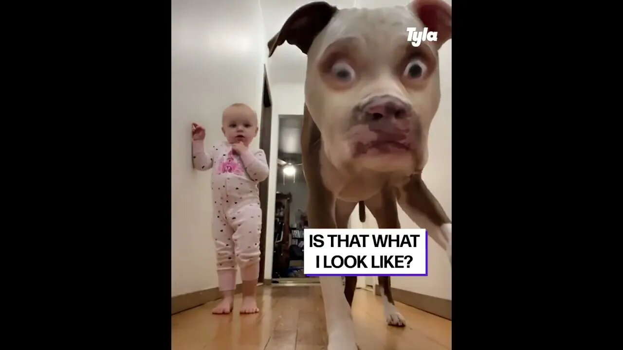 dog and baby shocked by filter