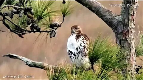 Red Tailed Hawk Close Up 🌲 12/30/22 15:51