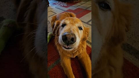 mr. pills the sequel Titan age-12 #best #dog #life #goldenretriever