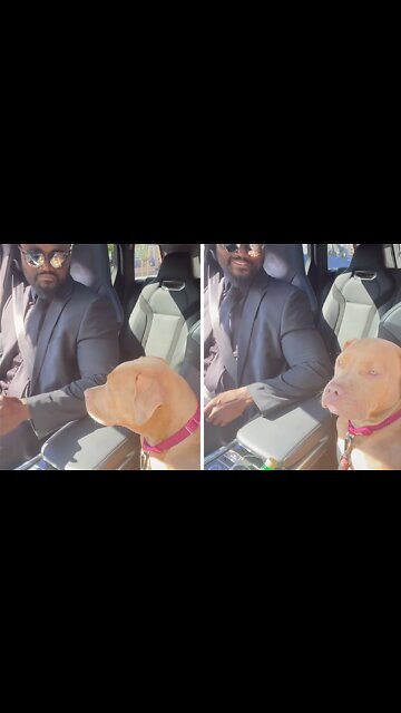 Chill Pup Vibes With Owner's Music Choice