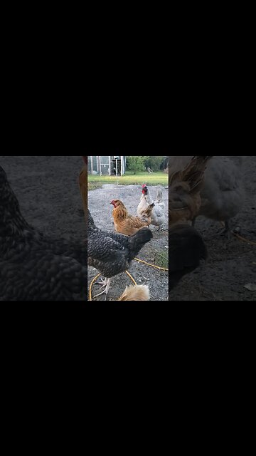 Olive Egger, Easter Egger, Lavender Orpington #chickens #chickenshorts