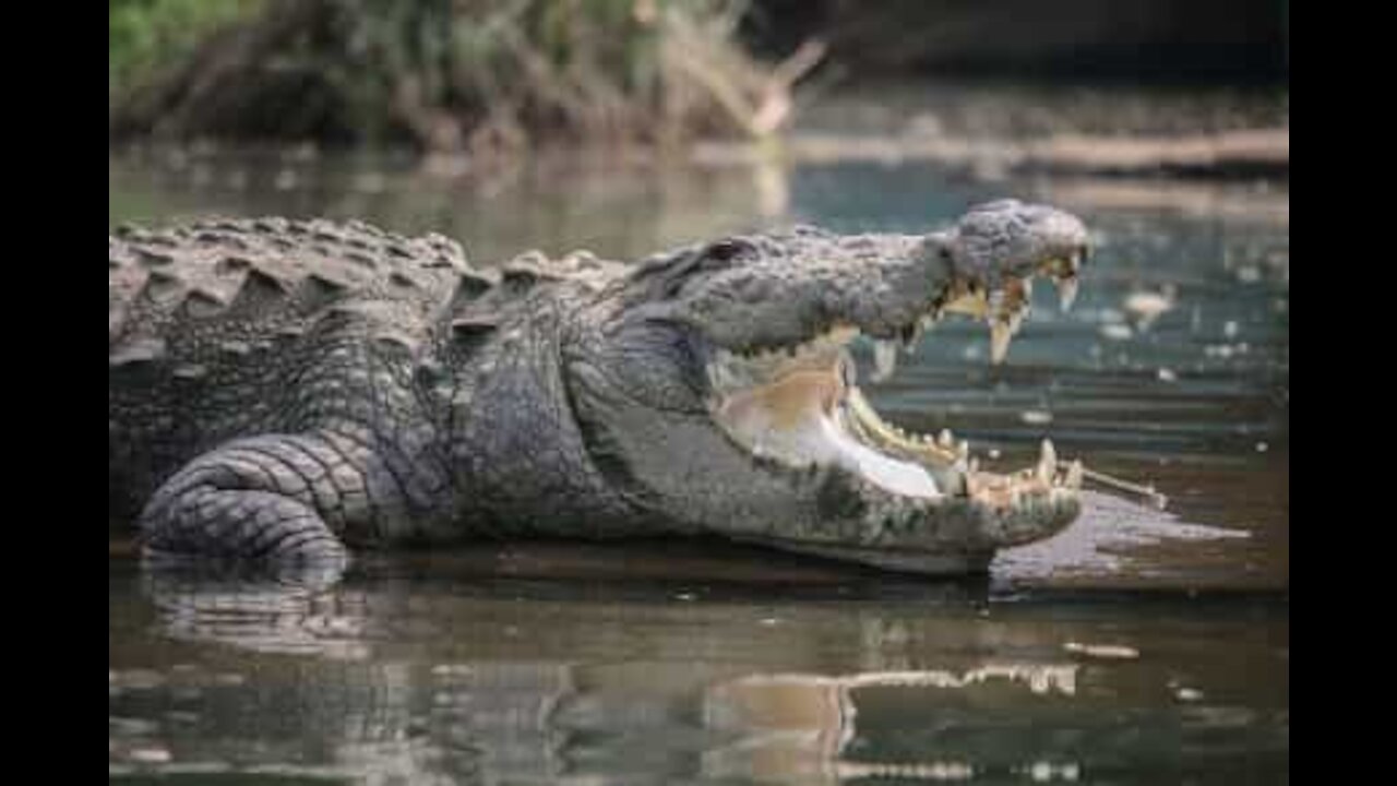 Guaxinim escapa por pouco a ataque de jacaré!