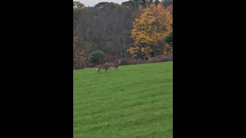 Good Morning! (Whitetail Deer)