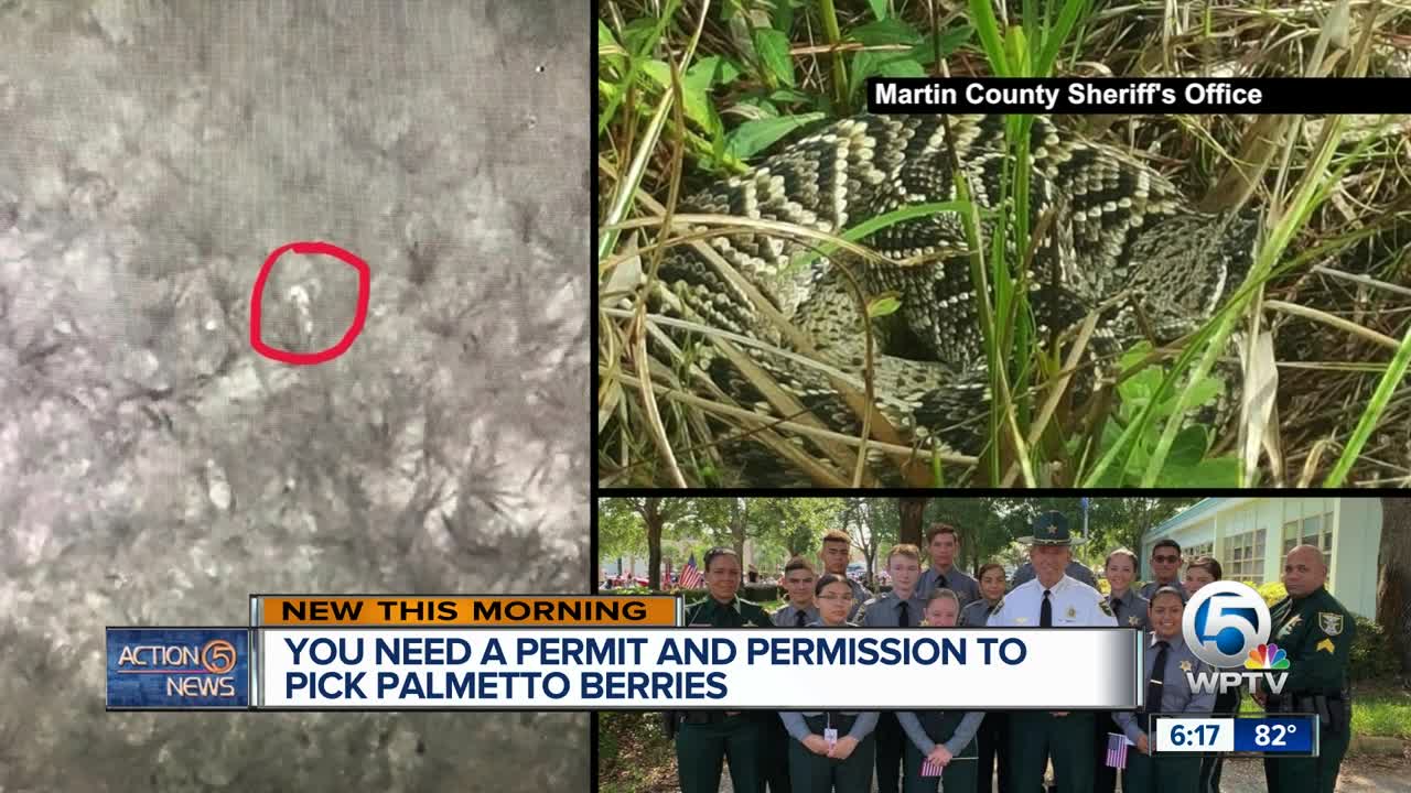 Martin County Sheriff's Office sends warning about picking palmetto berries