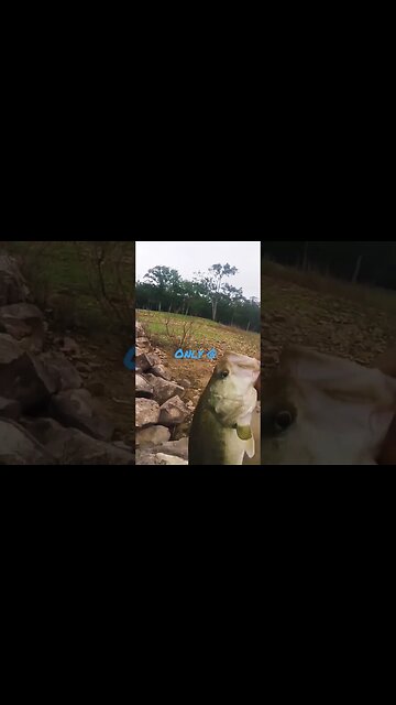 15 min challenge Pine Creek Lake #shorts #short #fishing