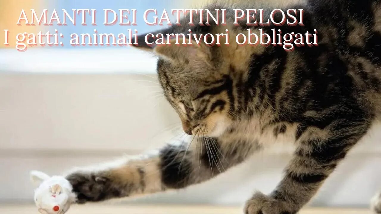 I gatti sono animali carnivori obbligati??