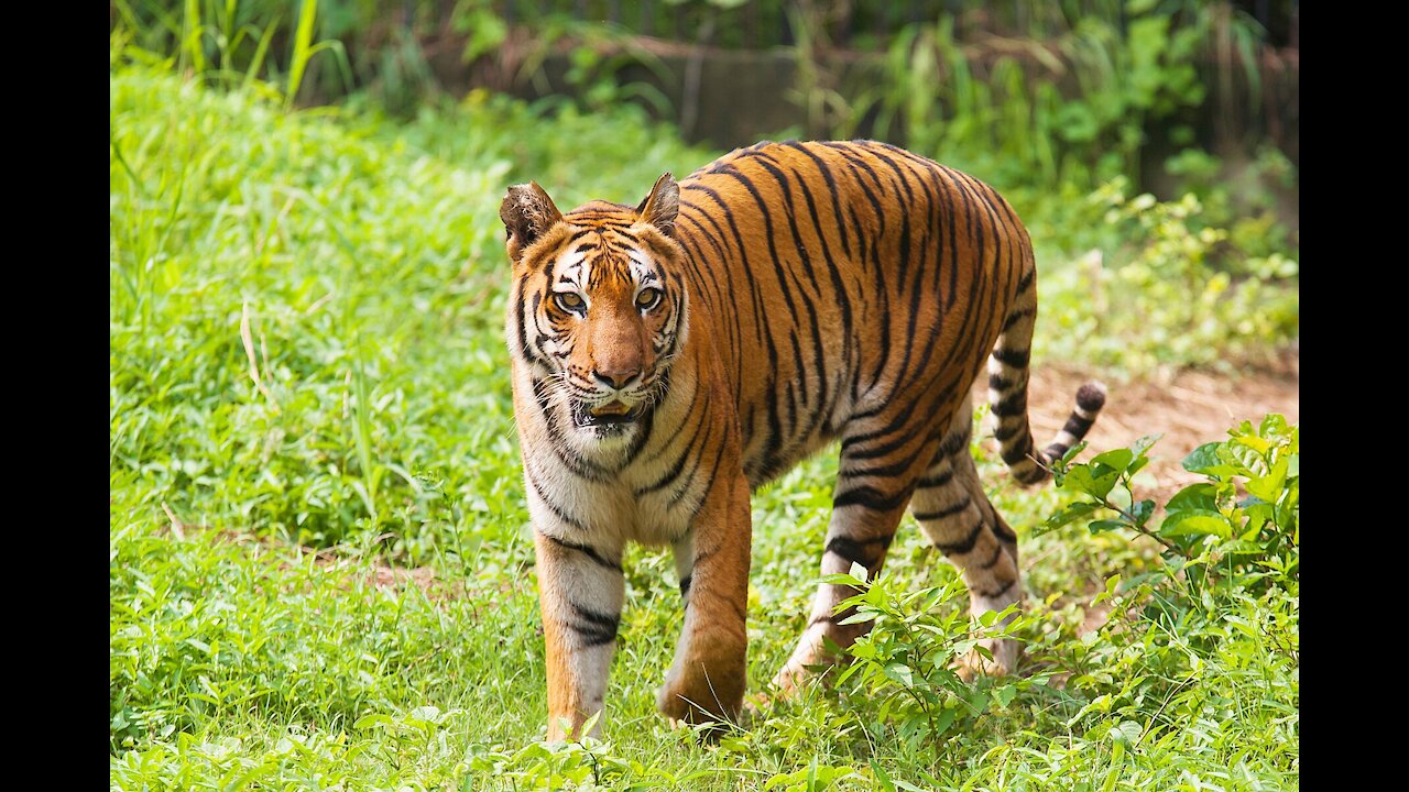 Animal playing in garden🙏🙏