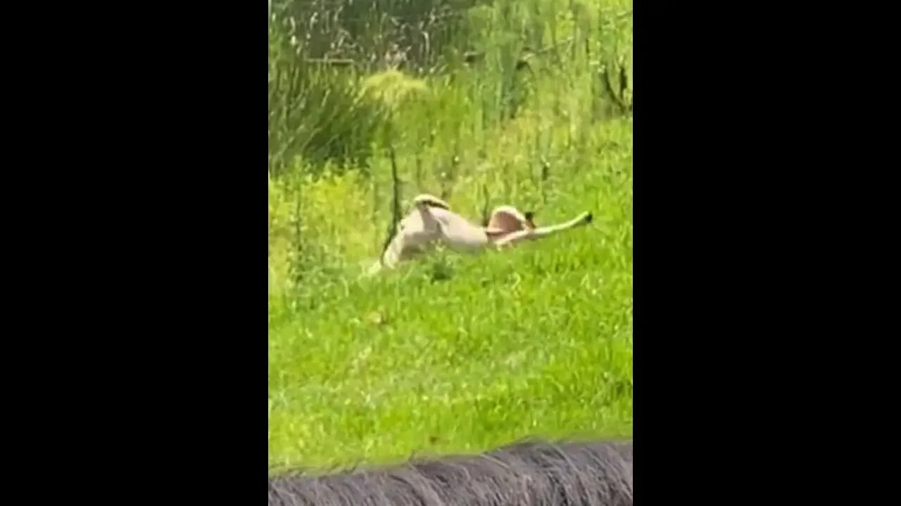 Pit bull rolls backwards down a hill! How?!?