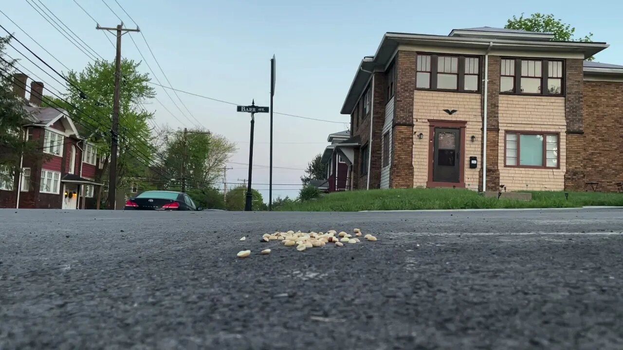 Crow Close-Up: Solo grabs peanuts for Shygirl