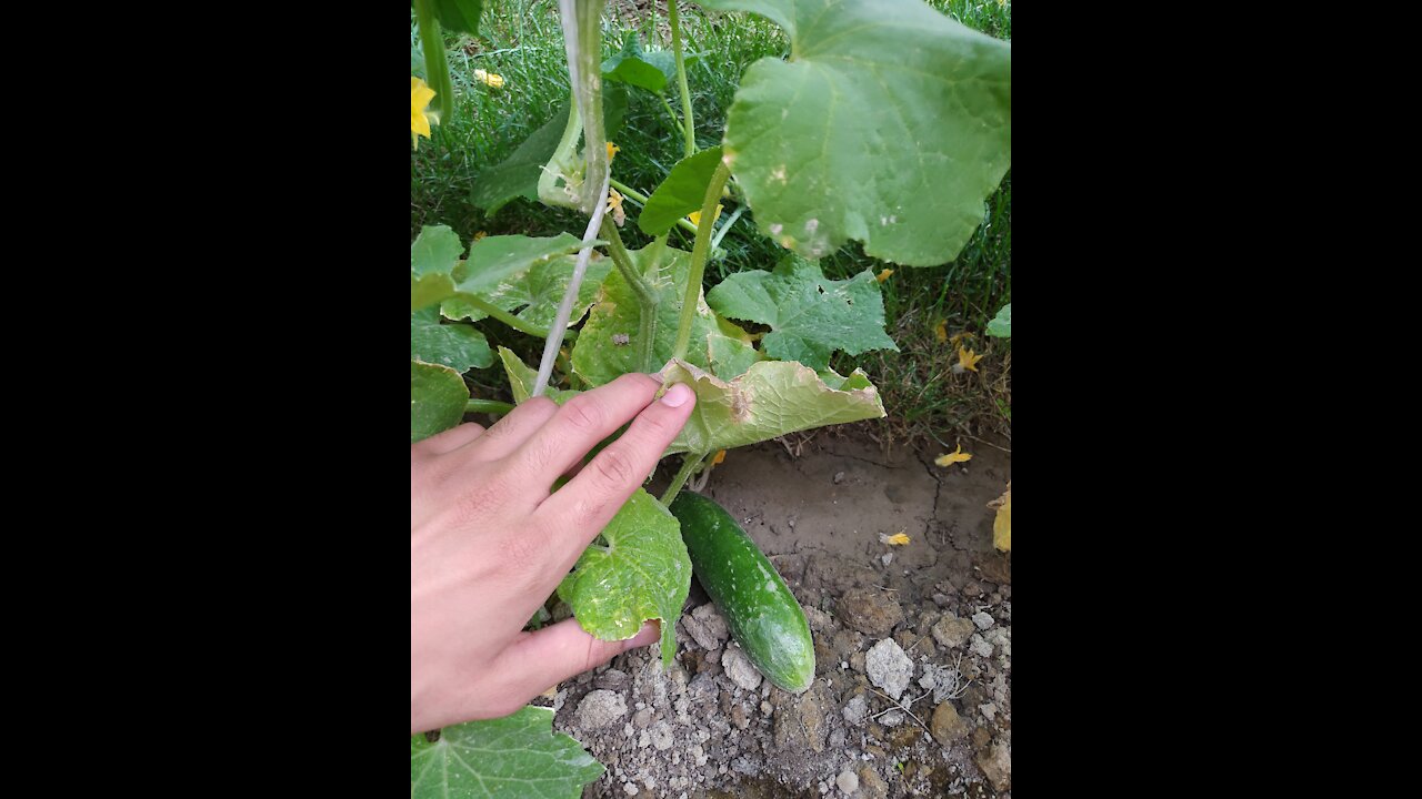 Gardening. Cucumber at home.