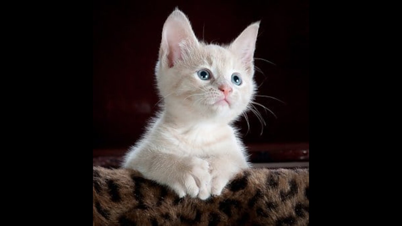 Cute kitten in the world