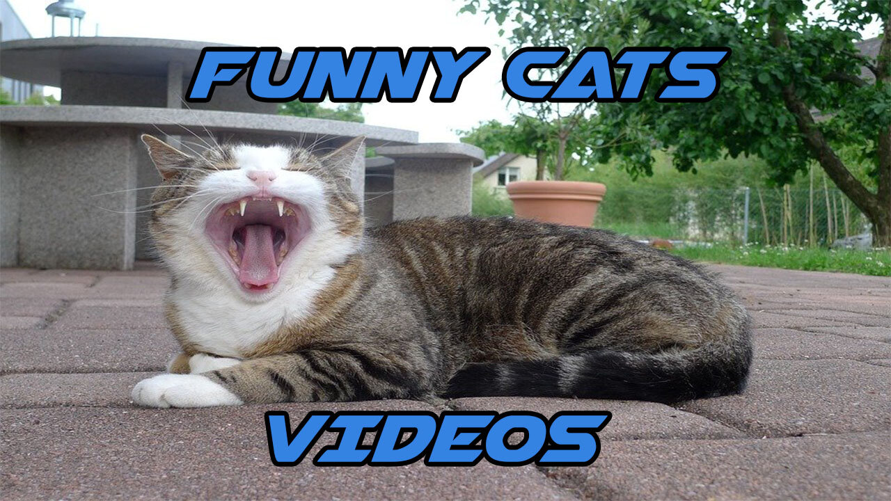 Cute And Funny Pets Videos Try Not To Laugh Best Funny Videos