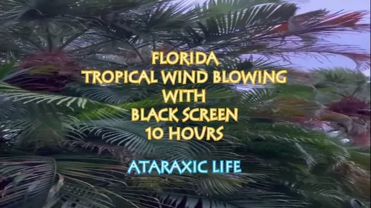 Florida Tropical Wind Blowing for 10 hours with black screen to sleep, study, work, or relax!