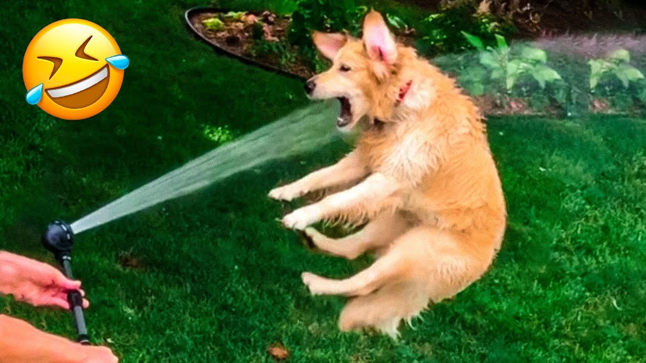 the dog is freaking out