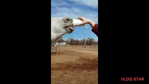 ❤️❤️🐴🐴 GOOFBALL 😂😂