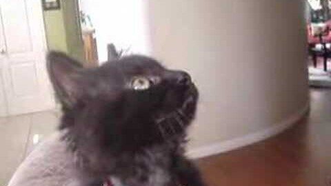 Charlie Cat Chatters his Teeth