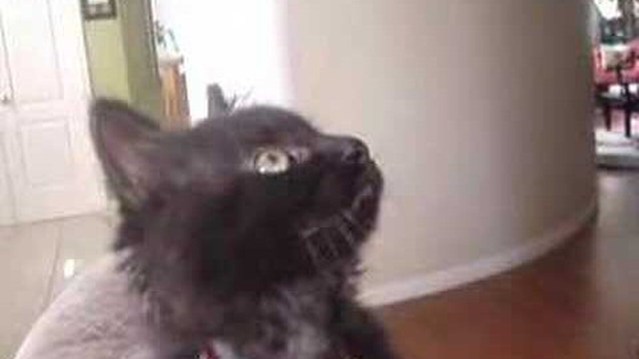Charlie Cat Chatters his Teeth
