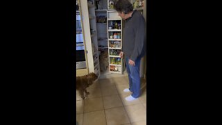 Dog won’t come out of pantry