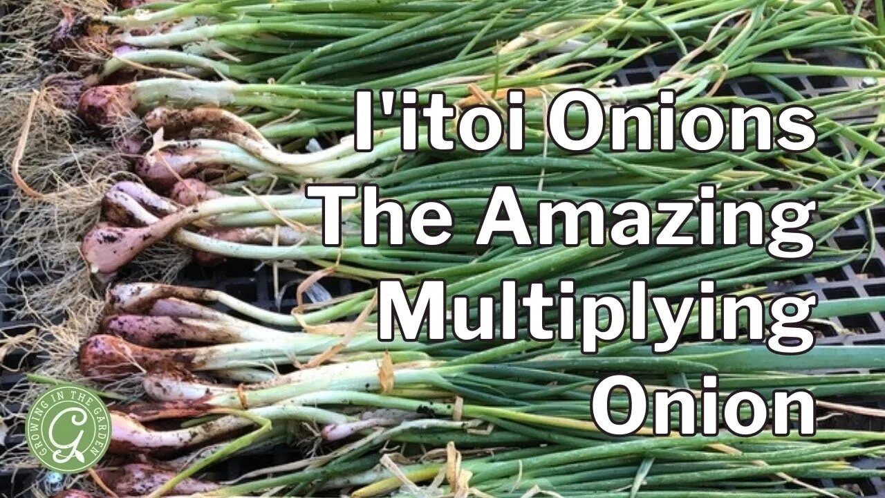 How to Grow I'itoi Onions - The Amazing Multiplying Onion