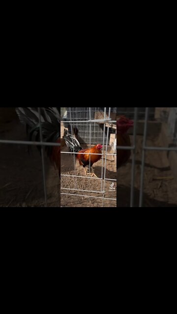 Sweater Cock/ Radio hens up for grabs @ LivingWaterFarms247