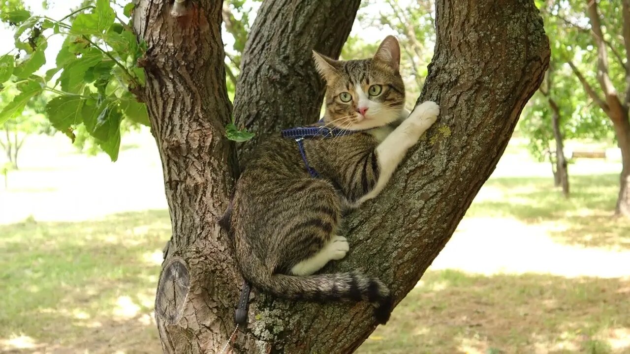 Brave Apartment Cat Has Climbed on a Real Tree