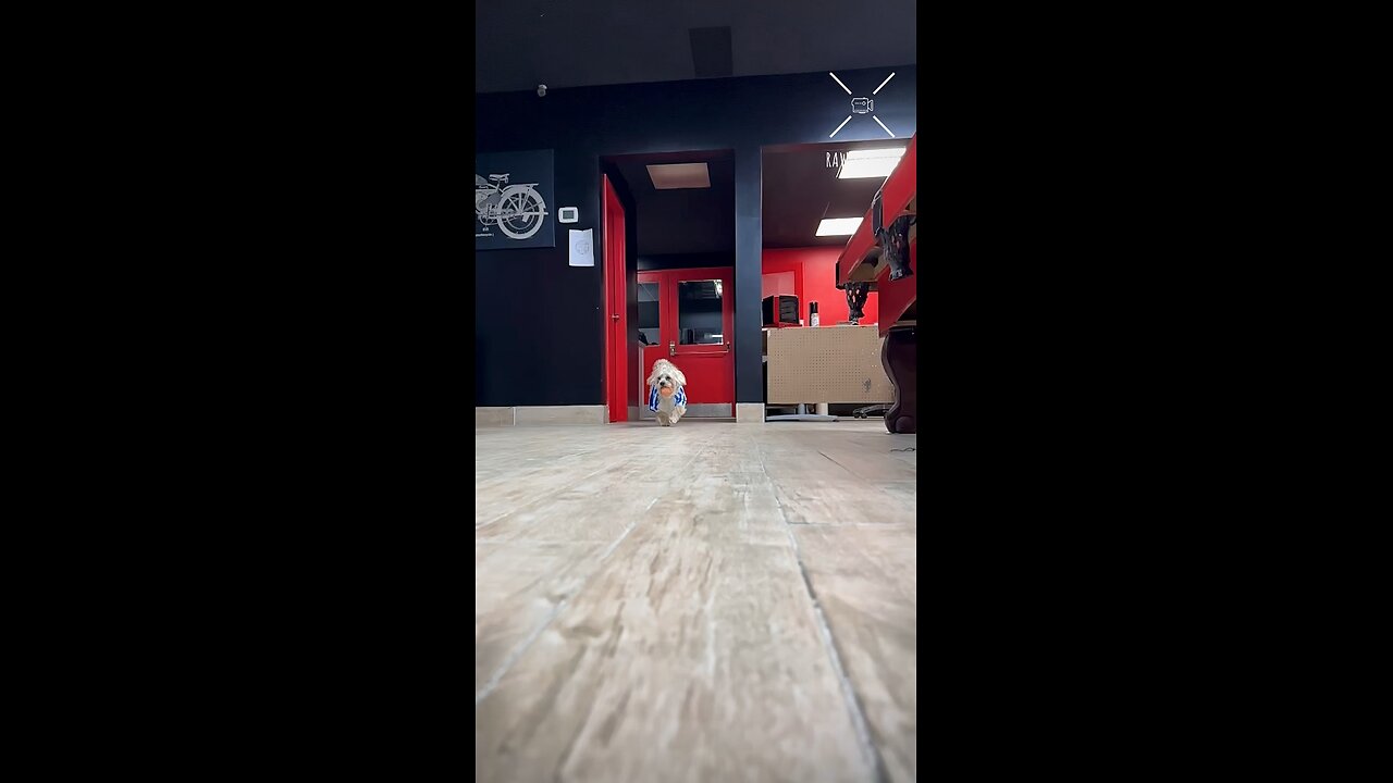🐾