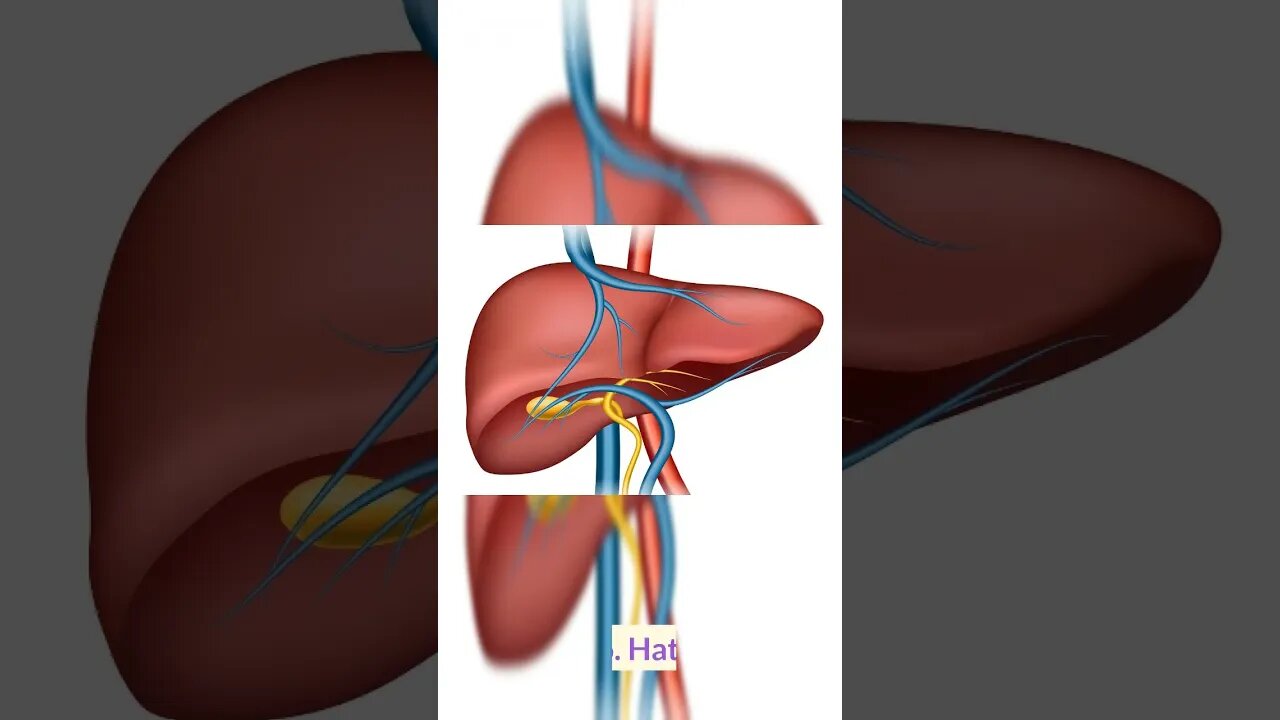 anatomi sistem pencernaan manusia #dr.gaming93 #health #anatomy #pencernaan #fyp