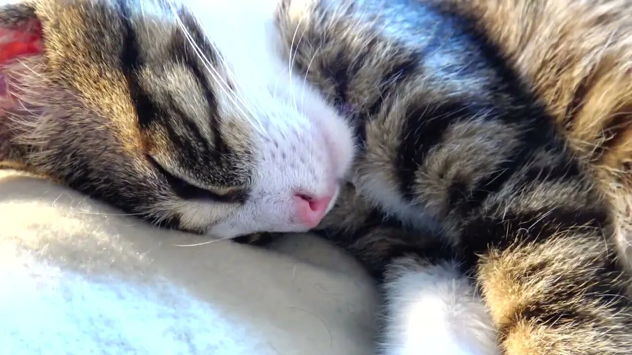 Sweet Little Cat Sleeps on His Forehead