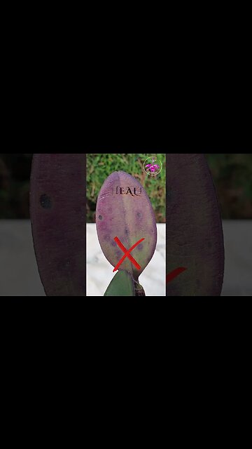 👍🏼Healthy 💪🏼 ANTHOCYANIN 👎🏼 Unhealthy 👎🏼 Orchids #ninjaorchids