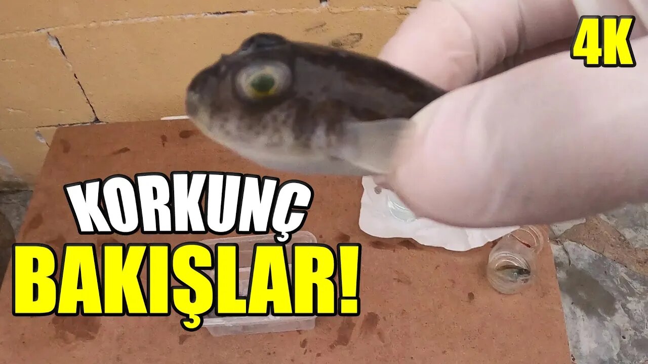 2 Kardeş Balon Balığı | Puffer Fish | Torquigener flavimaculosus | DIY Epoxy Resin