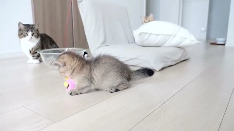 Kitten Kiki's reaction was too cute when I invited her to play with my new toy