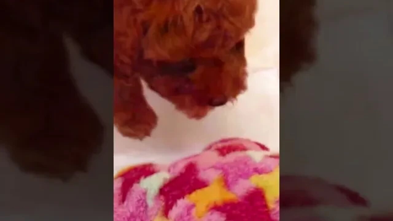 Funniest Cat and Dog Videos Compilation