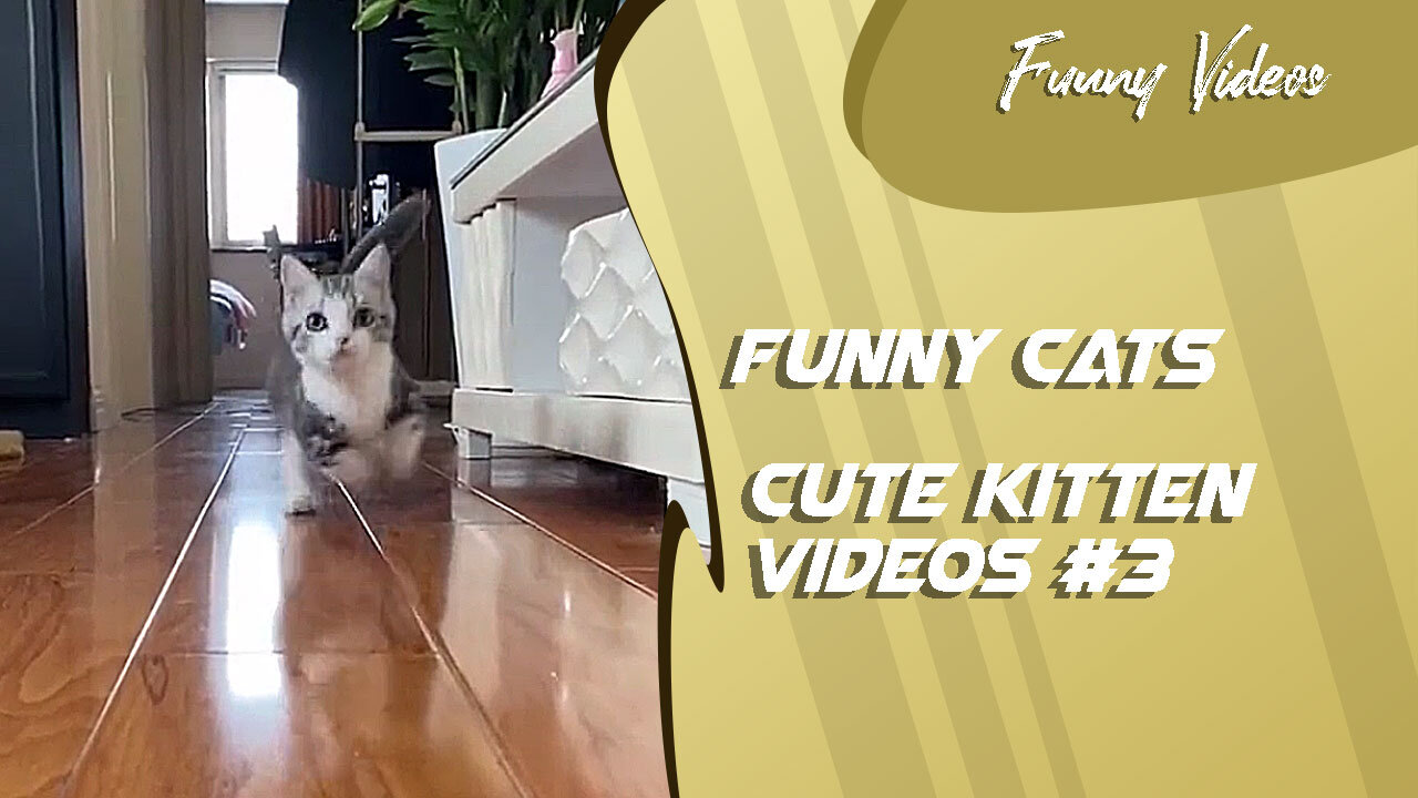 Funny Videos | Cute Kitten Videos #3 😻 Funny Cats