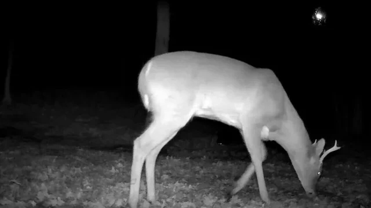 Deer sharing there space with other critters