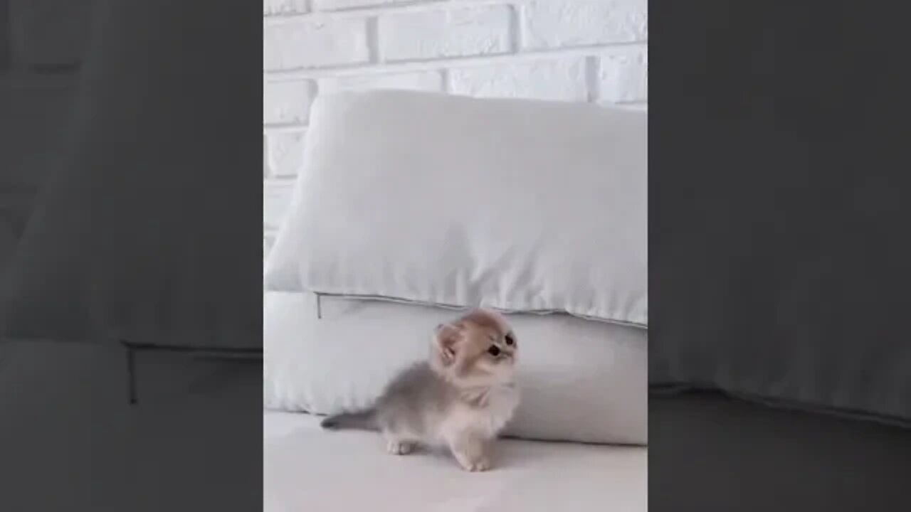 Kitten playing with a pillow, How cute, don't you think? #shorts