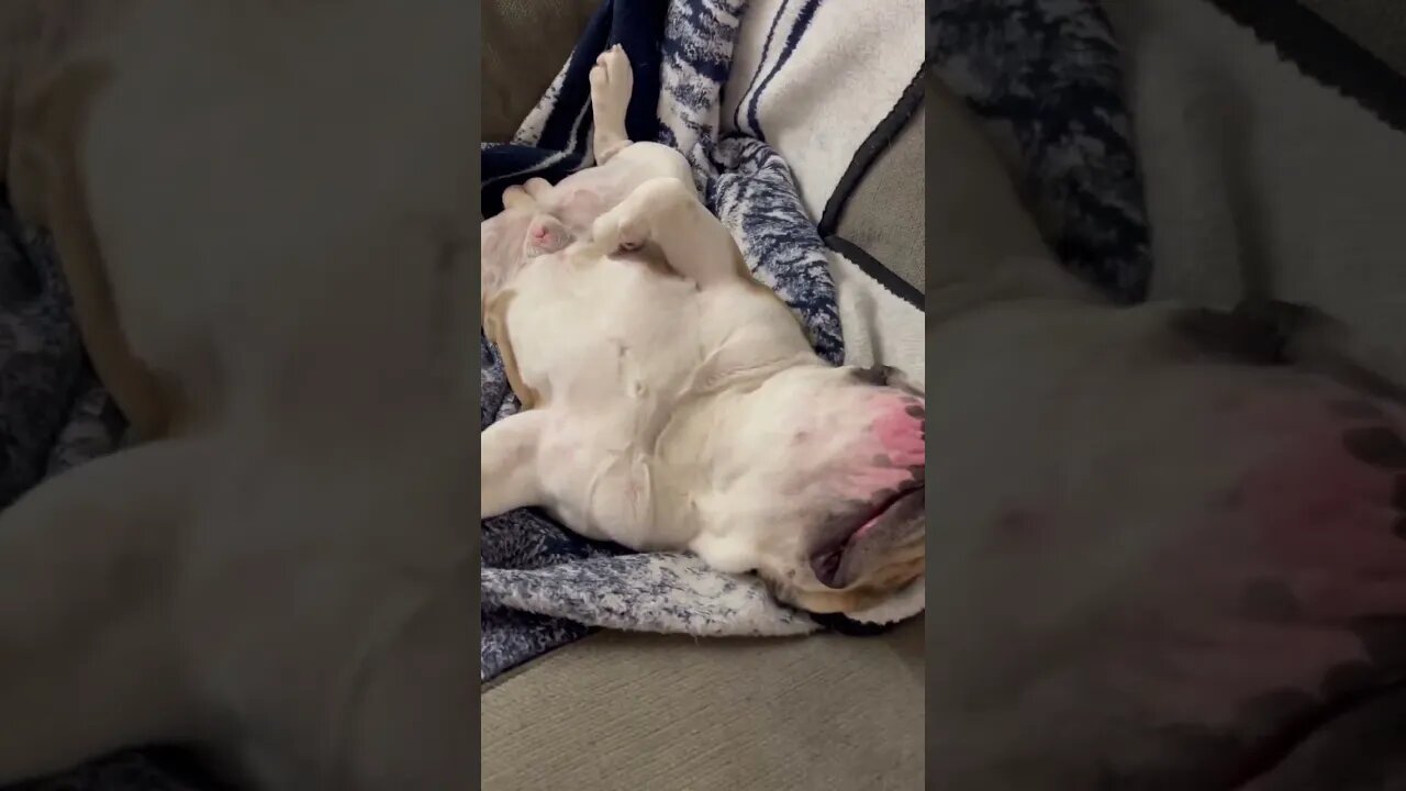 3rd Dream 🛌 #dogsofyoutube
