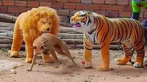 Best of YouTube: Troll Prank Dog Funny & fake Lion and Fake Tiger Prank To dog & Huge Box Prank