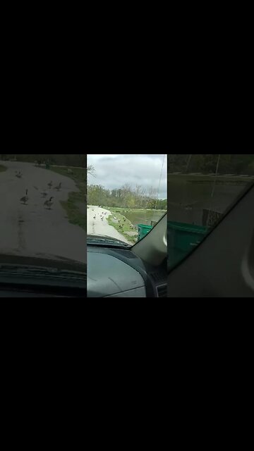 The DUCKS have A Message about the ENVIRONMENT!!!