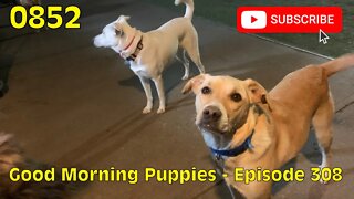 [0852] GOOD MORNING PUPPIES - EPISODE 308 [#dogs #doggos #doggies #puppies #dogdaycare]