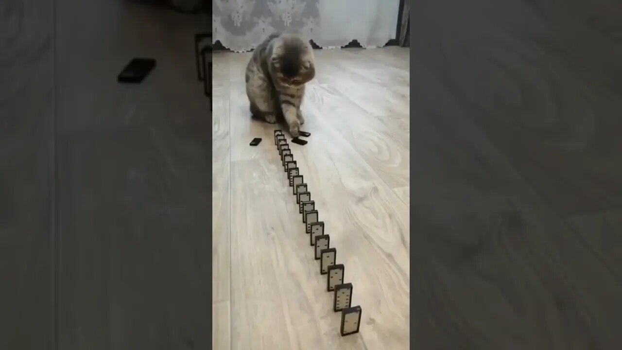 Funny Kitten Playing