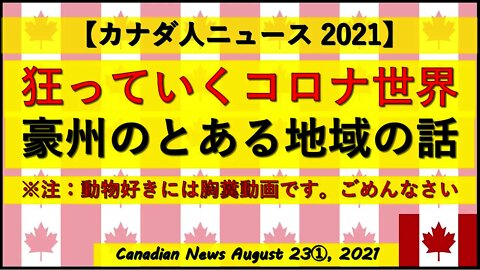 【注意：気分のいい動画ではありません】オーストラリアの話