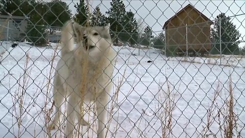 Front Range voters cancels out wishes of West Slope with gray wolf vote
